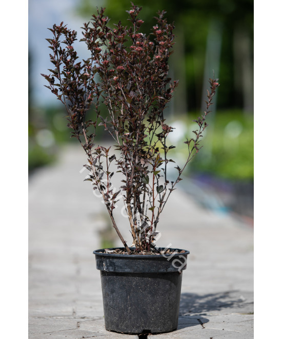 Пухироплідник Калинолистий 'Дябло' (Physocarpus Opulifolius Little Devil)