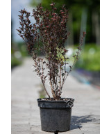 Пухироплідник Калинолистий 'Дябло' (Physocarpus Opulifolius Little Devil)