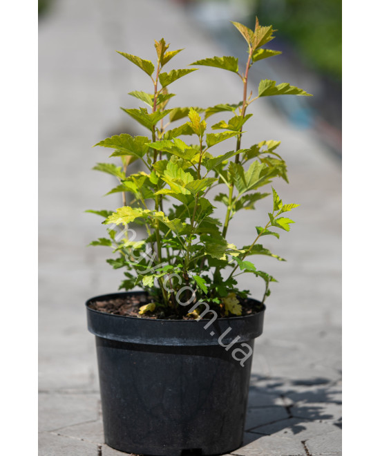 Пухироплідник калинолистий ‘Luteus’ (Physocarpus opulifolius Luteus)