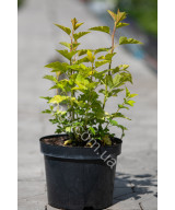 Пухироплідник калинолистий ‘Luteus’ (Physocarpus opulifolius Luteus)