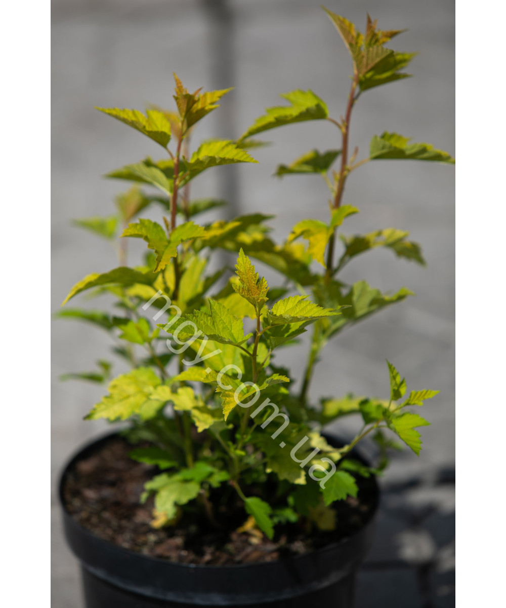 Пухироплідник калинолистий ‘Luteus’ (Physocarpus opulifolius Luteus)