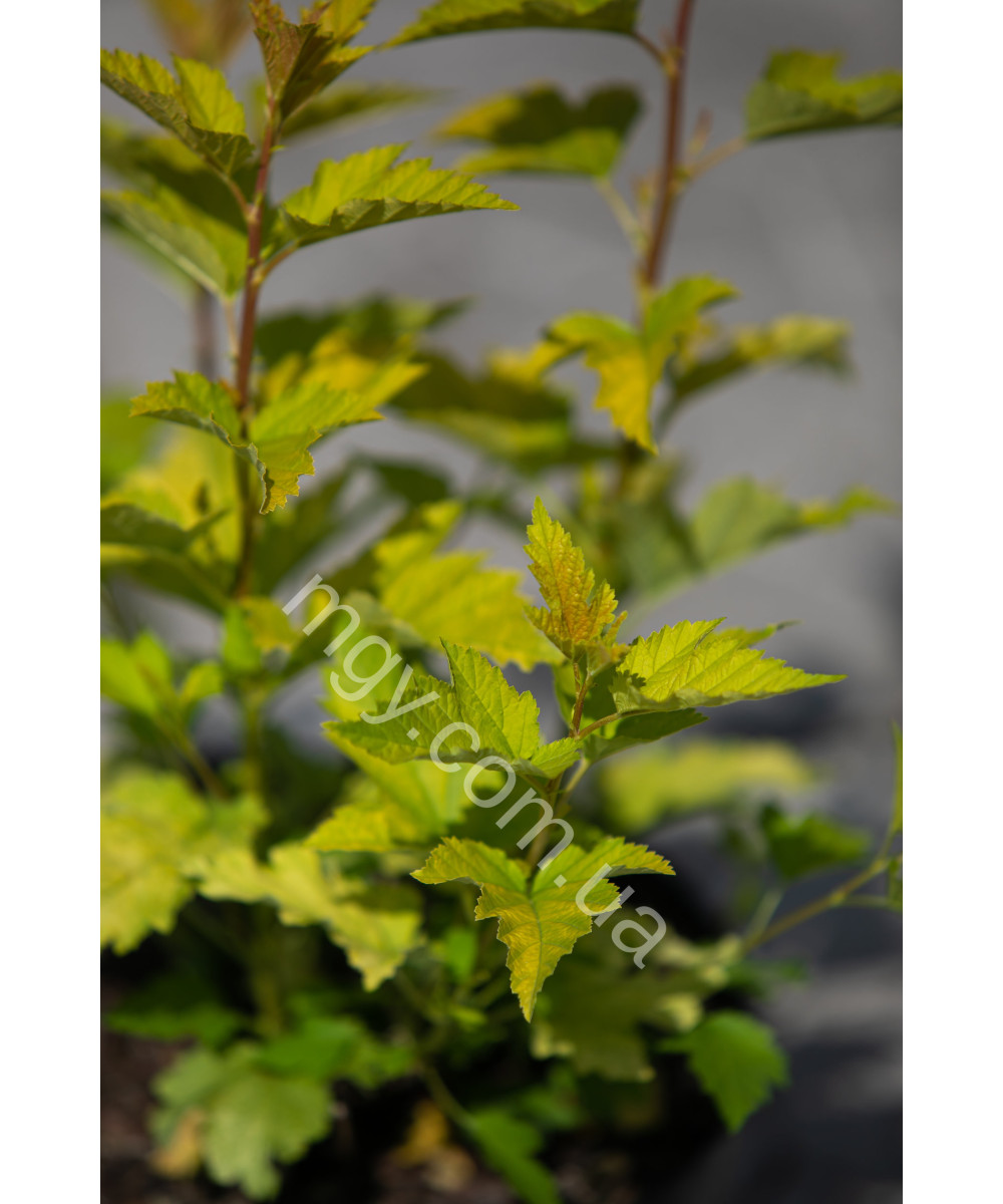 Пухироплідник калинолистий ‘Luteus’ (Physocarpus opulifolius Luteus)