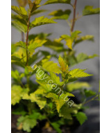 Пухироплідник калинолистий ‘Luteus’ (Physocarpus opulifolius Luteus)