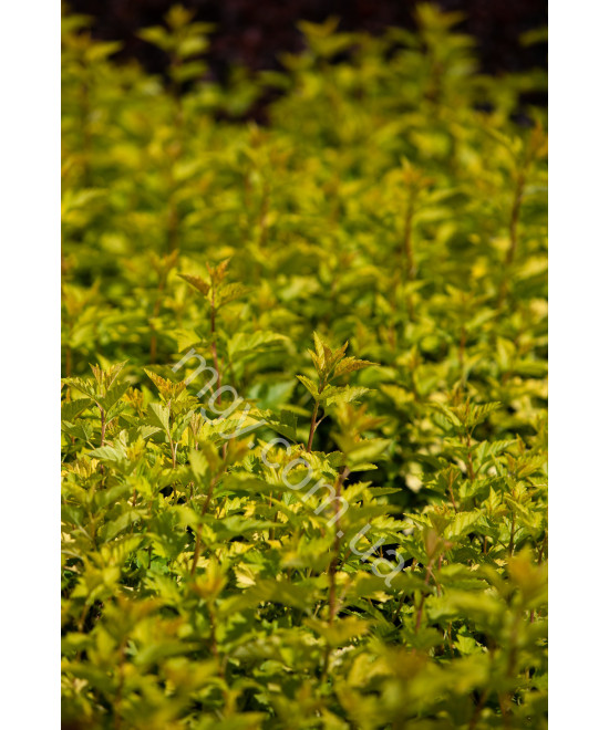 Пухироплідник калинолистий ‘Luteus’ (Physocarpus opulifolius Luteus)