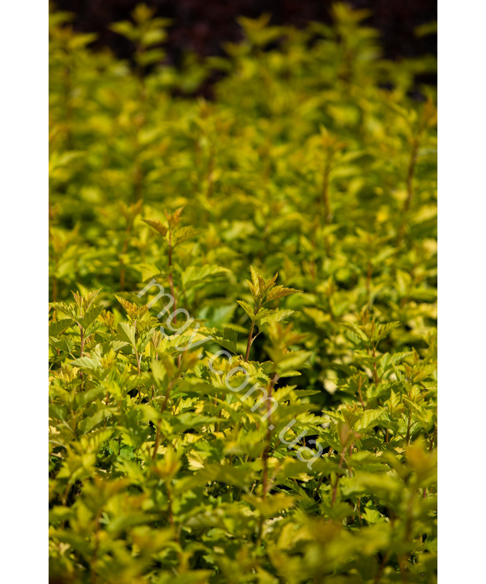 Пухироплідник калинолистий ‘Luteus’ (Physocarpus opulifolius Luteus)