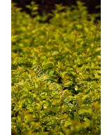 Пухироплідник калинолистий ‘Luteus’ (Physocarpus opulifolius Luteus)