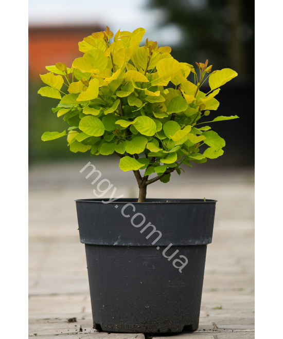 Скумпія шкіряста Голден Спіріт (Cotinus coggygria Golden Spirit)