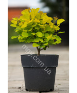 Скумпія шкіряста Голден Спіріт (Cotinus coggygria Golden Spirit)