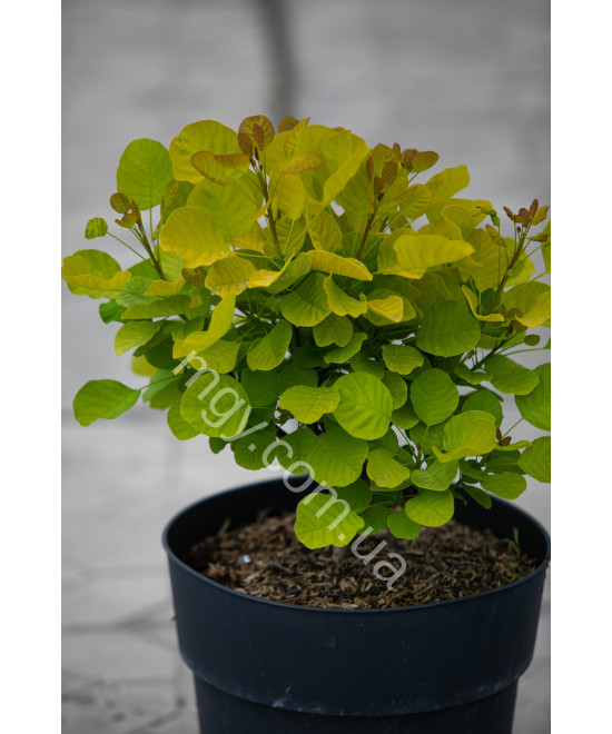 Скумпія шкіряста Голден Спіріт (Cotinus coggygria Golden Spirit)