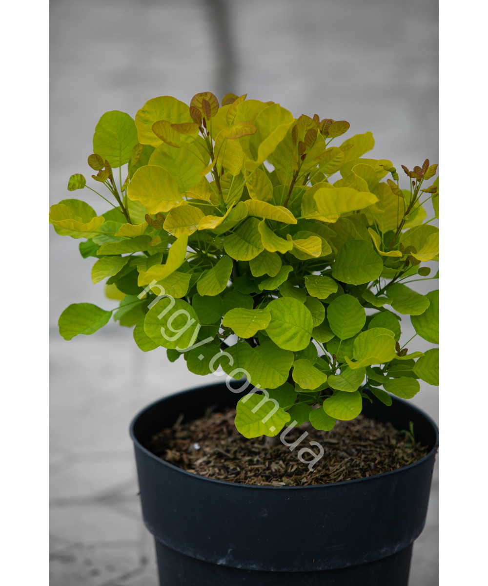 Скумпія шкіряста Голден Спіріт (Cotinus coggygria Golden Spirit)