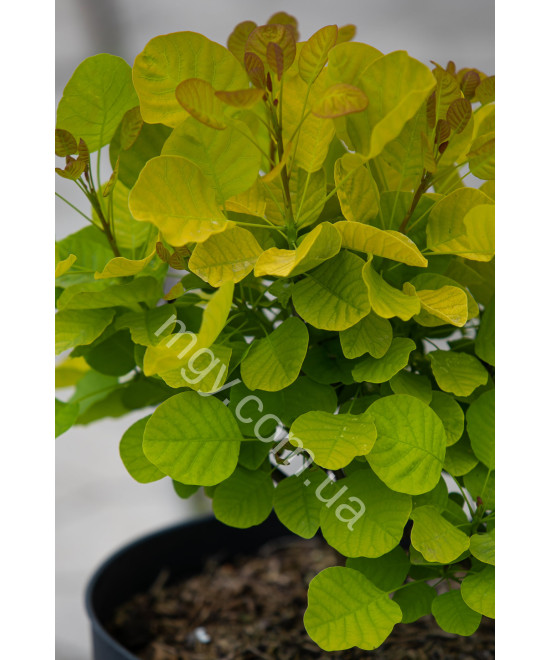 Скумпія шкіряста Голден Спіріт (Cotinus coggygria Golden Spirit)