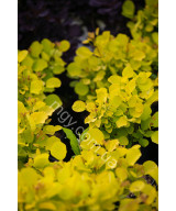 Скумпія шкіряста Голден Спіріт (Cotinus coggygria Golden Spirit)