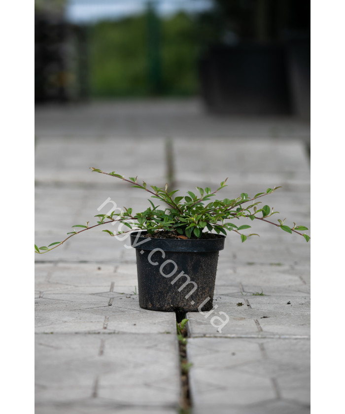 Кизильник іволистий Парк Теппіх (Cotoneaster salicifolius Park Teppich)