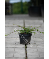 Кизильник іволистий Парк Теппіх (Cotoneaster salicifolius Park Teppich)