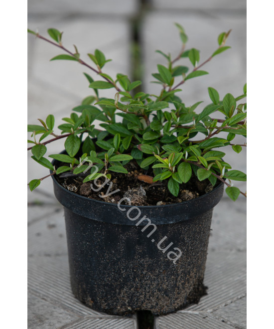 Кизильник іволистий Парк Теппіх (Cotoneaster salicifolius Park Teppich)