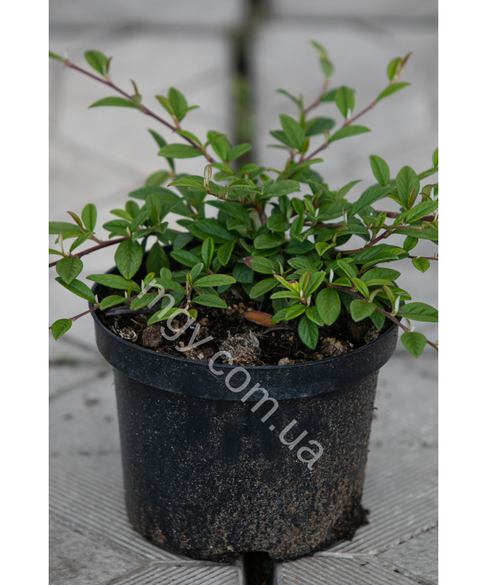 Кизильник іволистий Парк Теппіх (Cotoneaster salicifolius Park Teppich)
