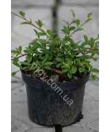 Кизильник іволистий Парк Теппіх (Cotoneaster salicifolius Park Teppich)