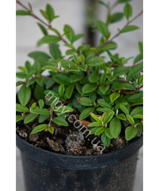 Кизильник іволистий Парк Теппіх (Cotoneaster salicifolius Park Teppich)