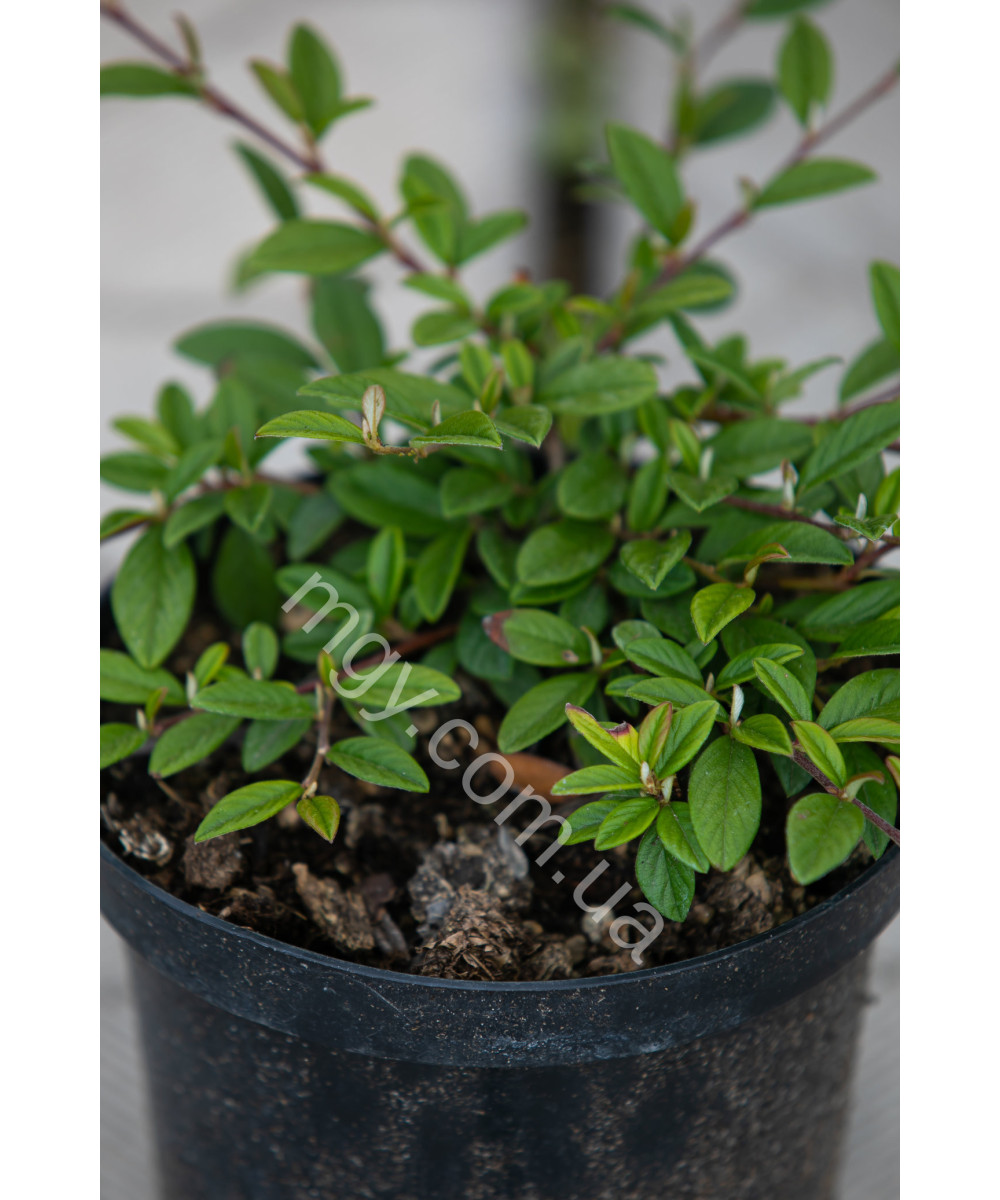 Кизильник іволистий Парк Теппіх (Cotoneaster salicifolius Park Teppich)