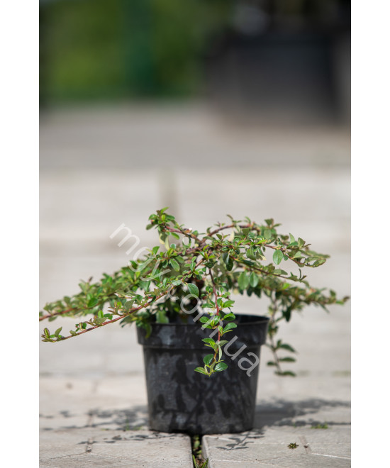Кизильник Даммера Ейхольц (Cotoneaster radicans Eichholz)