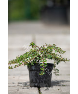 Кизильник Даммера Ейхольц (Cotoneaster radicans Eichholz)