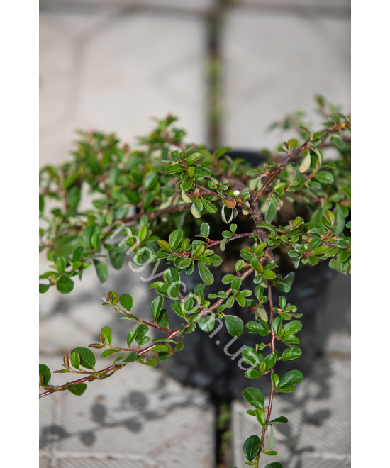 Кизильник Даммера Ейхольц (Cotoneaster radicans Eichholz)