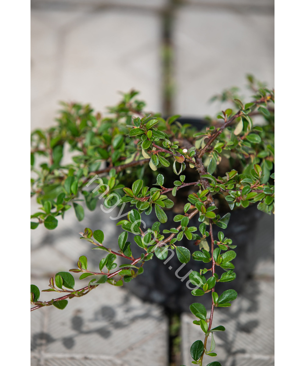 Кизильник Даммера Ейхольц (Cotoneaster radicans Eichholz)
