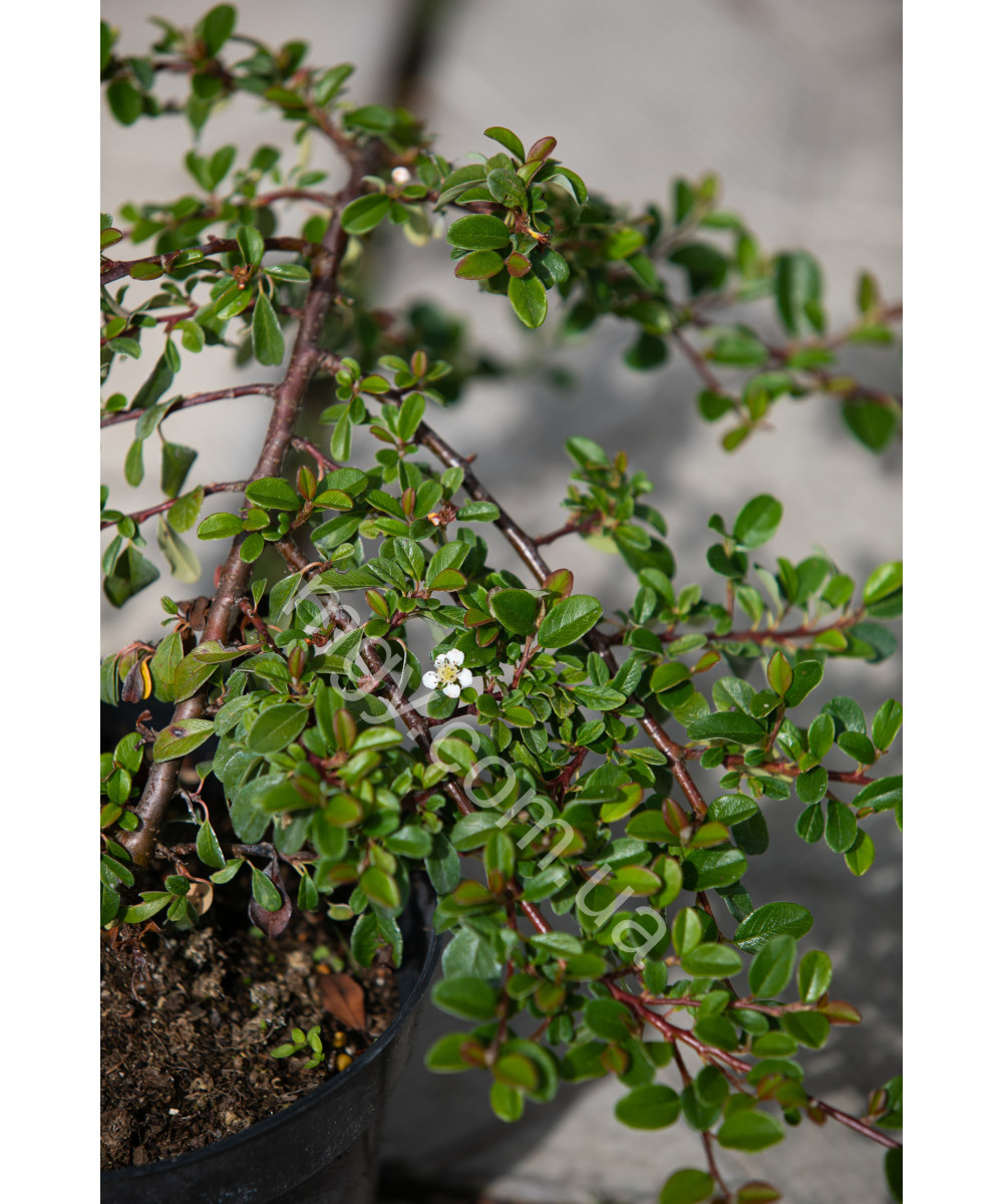 Кизильник Даммера Ейхольц (Cotoneaster radicans Eichholz)