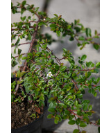 Кизильник Даммера Ейхольц (Cotoneaster radicans Eichholz)