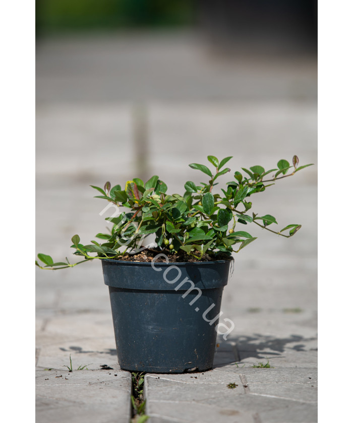 Кизильник Даммера 'Майор'(Cotoneaster Dammeri Major)