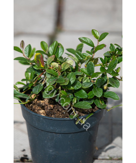 Кизильник Даммера 'Майор'(Cotoneaster Dammeri Major)