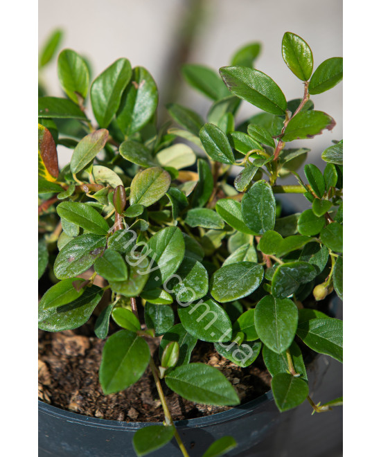 Кизильник Даммера 'Майор'(Cotoneaster Dammeri Major)