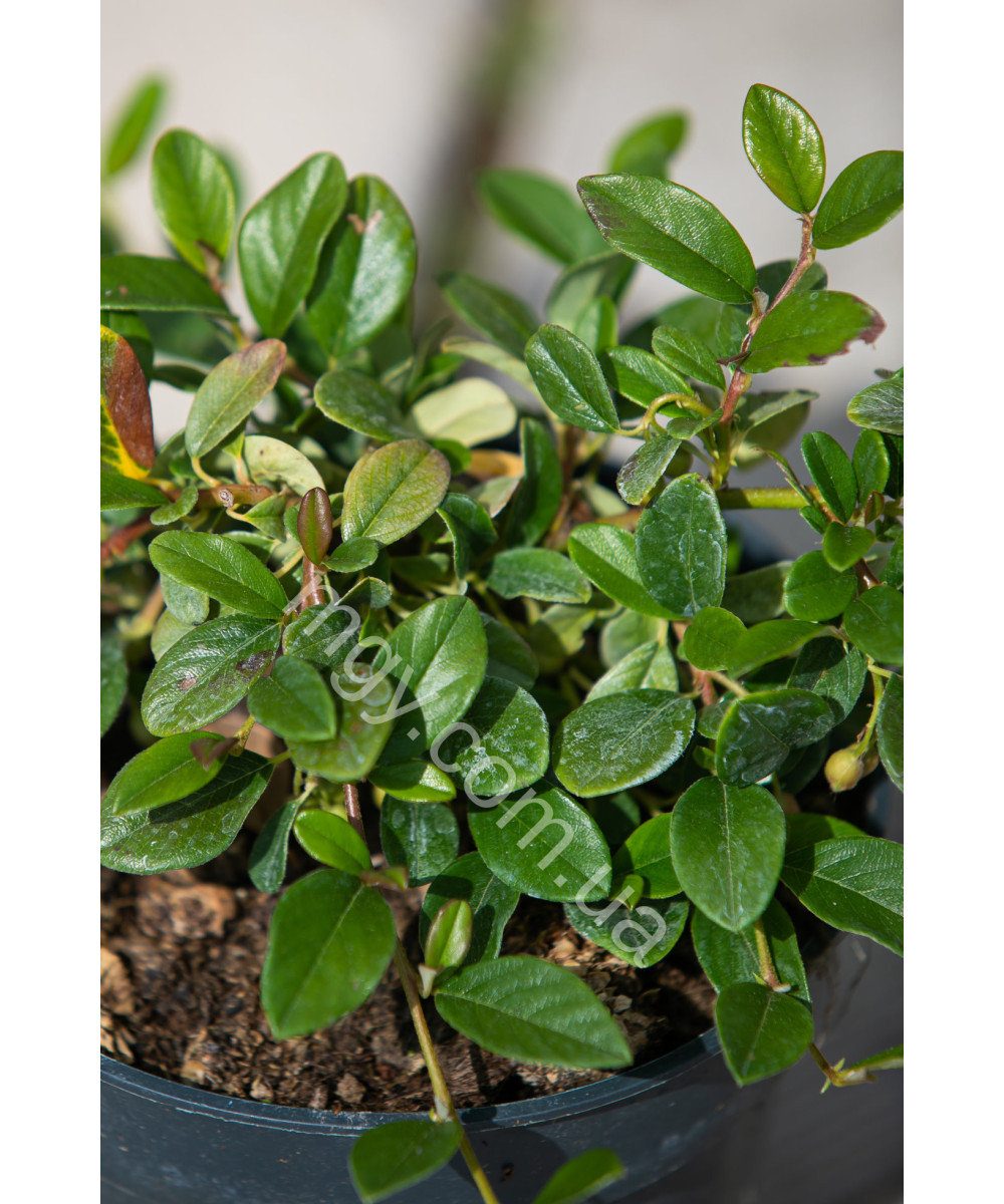 Кизильник Даммера 'Майор'(Cotoneaster Dammeri Major)
