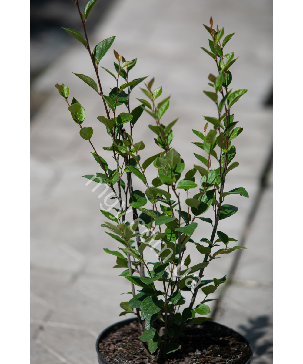 Кизильник блискучий (Cotoneaster lucidus)