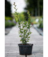 Кизильник блискучий (Cotoneaster lucidus)