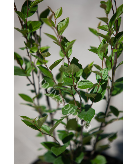 Кизильник блискучий (Cotoneaster lucidus)