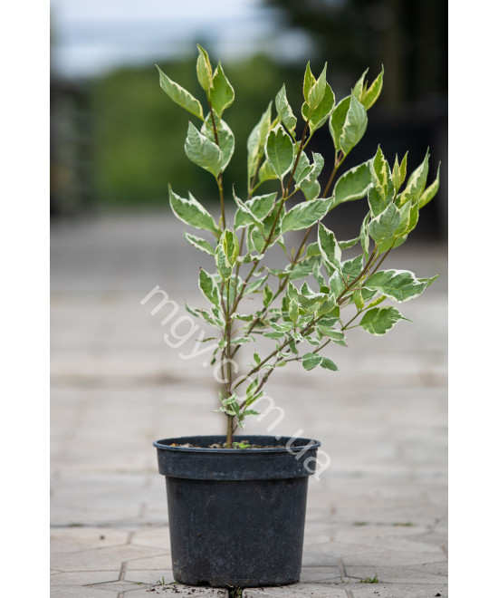 Дерен білий Елегантісіма (Cornus alba Elegantissima)