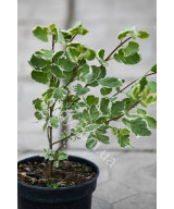 Дерен білий Елегантісіма (Cornus alba Elegantissima)