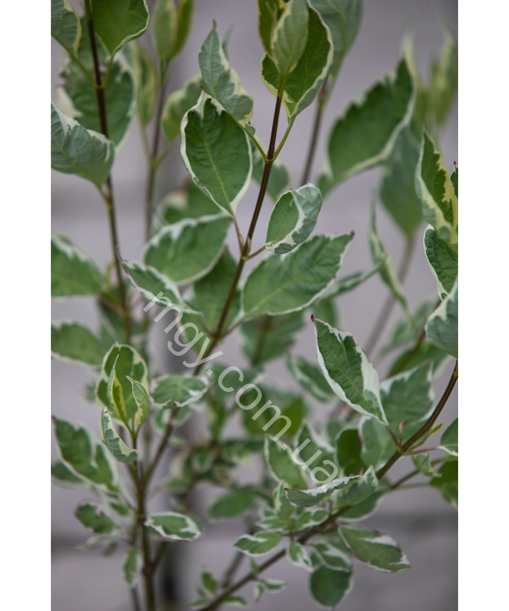 Дерен білий Елегантісіма (Cornus alba Elegantissima)