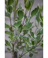 Дерен білий Елегантісіма (Cornus alba Elegantissima)