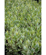 Дерен білий Елегантісіма (Cornus alba Elegantissima)