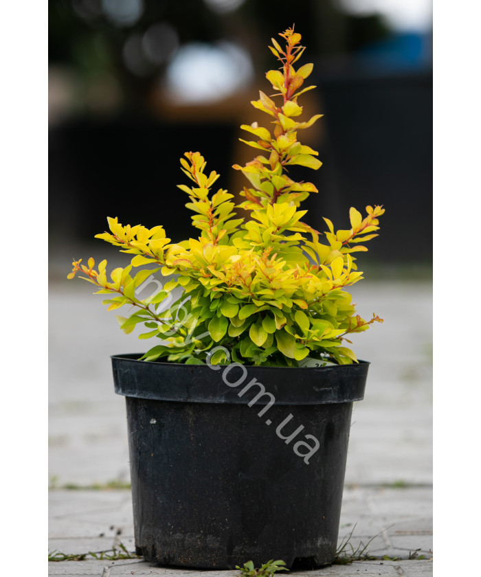 Барбарис тунберга Діаболікум (Berberis thunbergii Diabolicum)