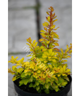 Барбарис тунберга Діаболікум (Berberis thunbergii Diabolicum)