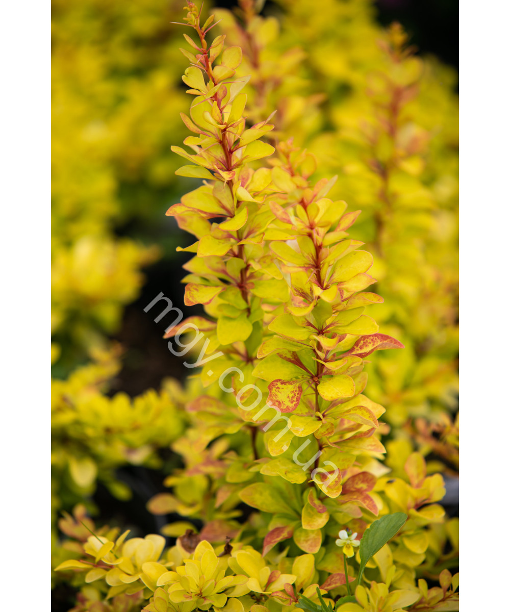 Барбарис тунберга Діаболікум (Berberis thunbergii Diabolicum)