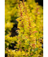 Барбарис тунберга Діаболікум (Berberis thunbergii Diabolicum)