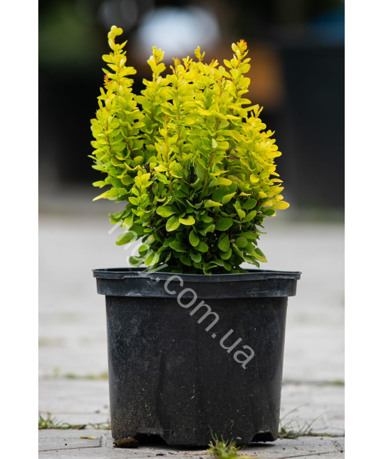 Барбарис тунберга Golden Torch(Berberis thunbergii Golden Torch)