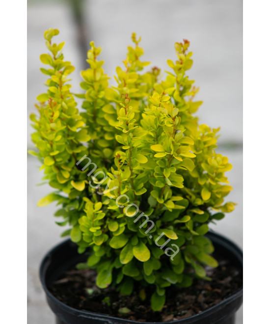 Барбарис тунберга Golden Torch(Berberis thunbergii Golden Torch)