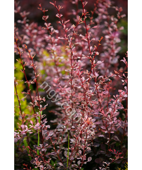 Барбарис Тунберга 'Арлекін' (Berberis Thunbergii Harlequin)
