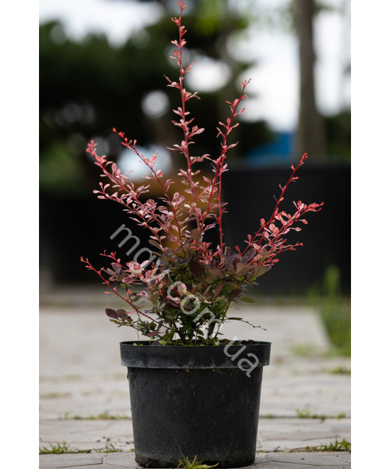 Барбарис Тунберга 'Арлекін' (Berberis Thunbergii Harlequin)