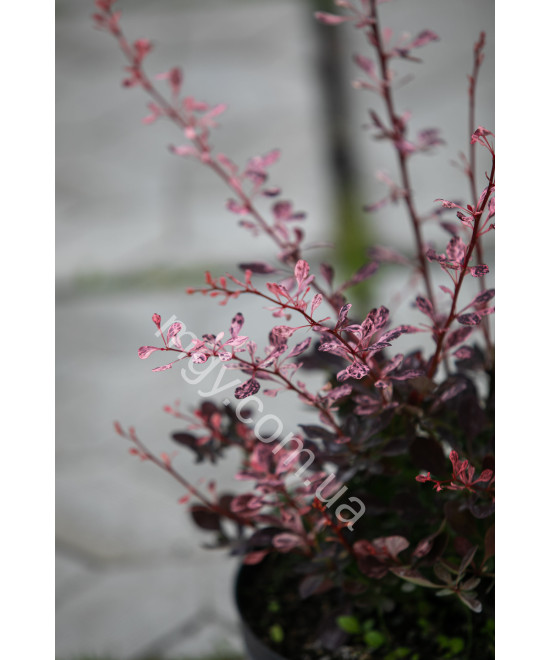 Барбарис Тунберга 'Арлекін' (Berberis Thunbergii Harlequin)